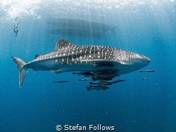 Sidewinder 

Whale Shark - Rhincodon typus

Sail Rock... by Stefan Follows 
